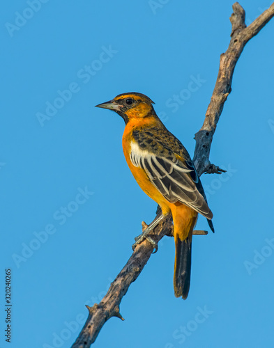 Orchard Oriole on a perch