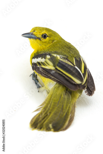 The common iora (Aegithina tiphia) isolated on white background photo