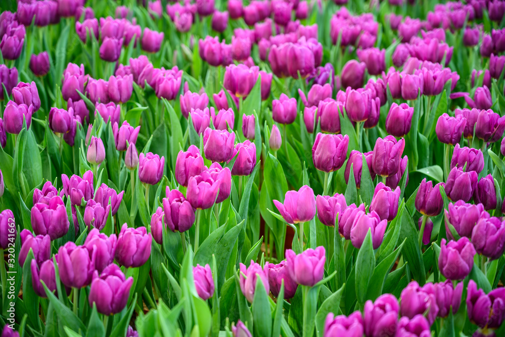 Large field of pink tulips Large field of pink tulips