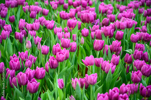 Large field of pink tulips