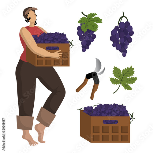 Beautiful young woman in a kerchief is holds a box of grapes. Harvesting grape