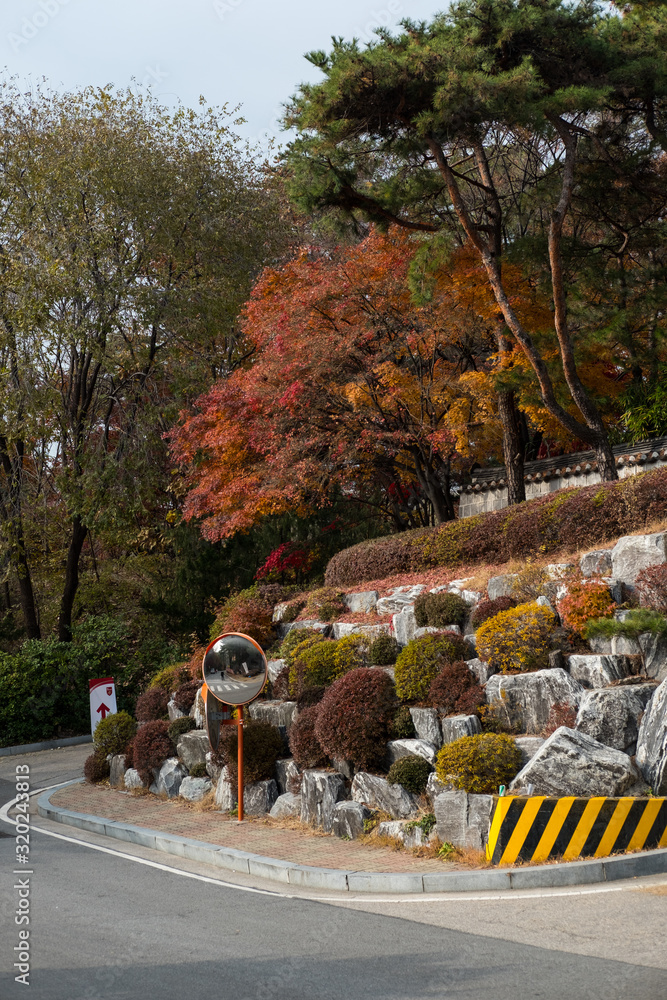 Obraz premium Colorful Red and Orange leaves, autumn season with traditional Korean wall on the background Seoul