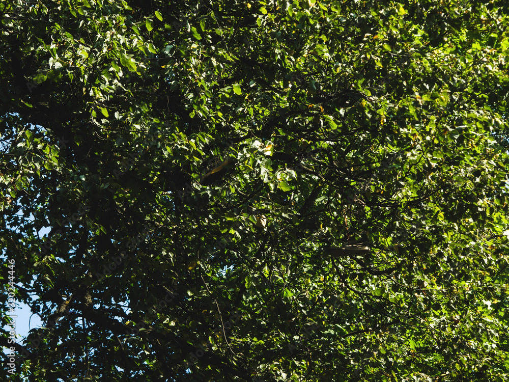 sneakers hang on a tree in summer, Moscow sneakers hang on a tree in summer, Moscow