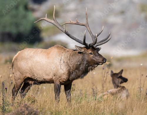 Bull Elk in the Rocky Mountains