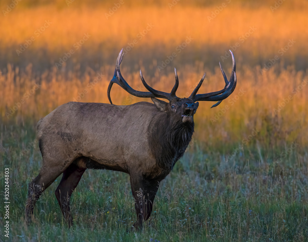 Bull Elk in the Rocky Mountains Bull Elk in the Rocky Mountains