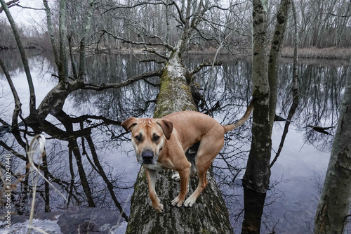 Boston, Massachusetts, A Black mouth cur dog in the woods. photo