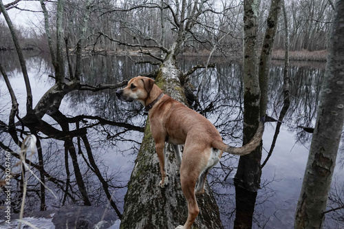 Murais de parede Boston, Massachusetts, A Black mouth cur dog in the woods.