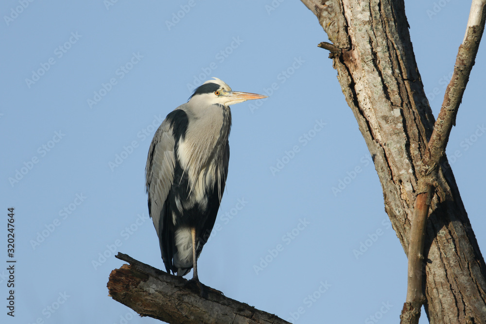 A stunning Grey Heron (Ardea cinerea) perched on a branch high in a tree. A stunning Grey Heron (Ardea cinerea) perched on a branch high in a tree.