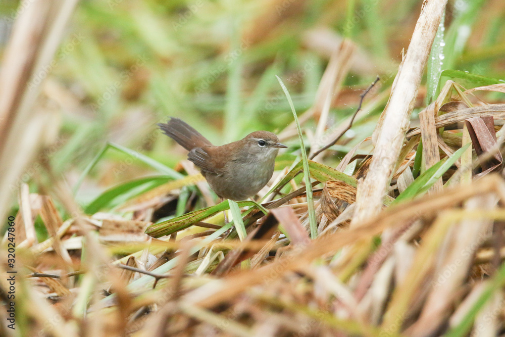 An elusive Cetti's Warbler (Cettia cetti) feeding in a reed bed. An elusive Cetti's Warbler (Cettia cetti) feeding in a reed bed.