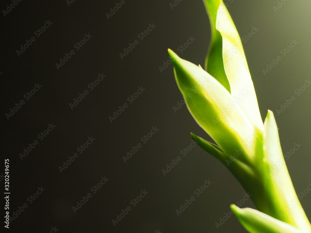 Obraz premium アップで撮ったバンブー。