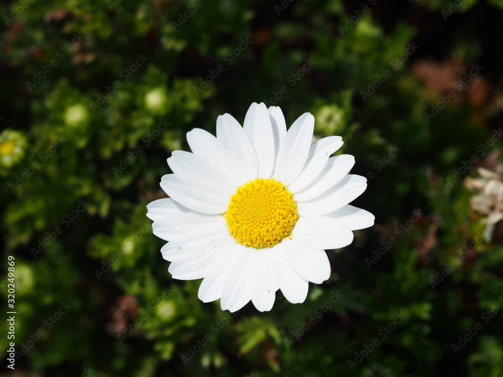 Obraz premium 小さな白い花をアップで撮りました。