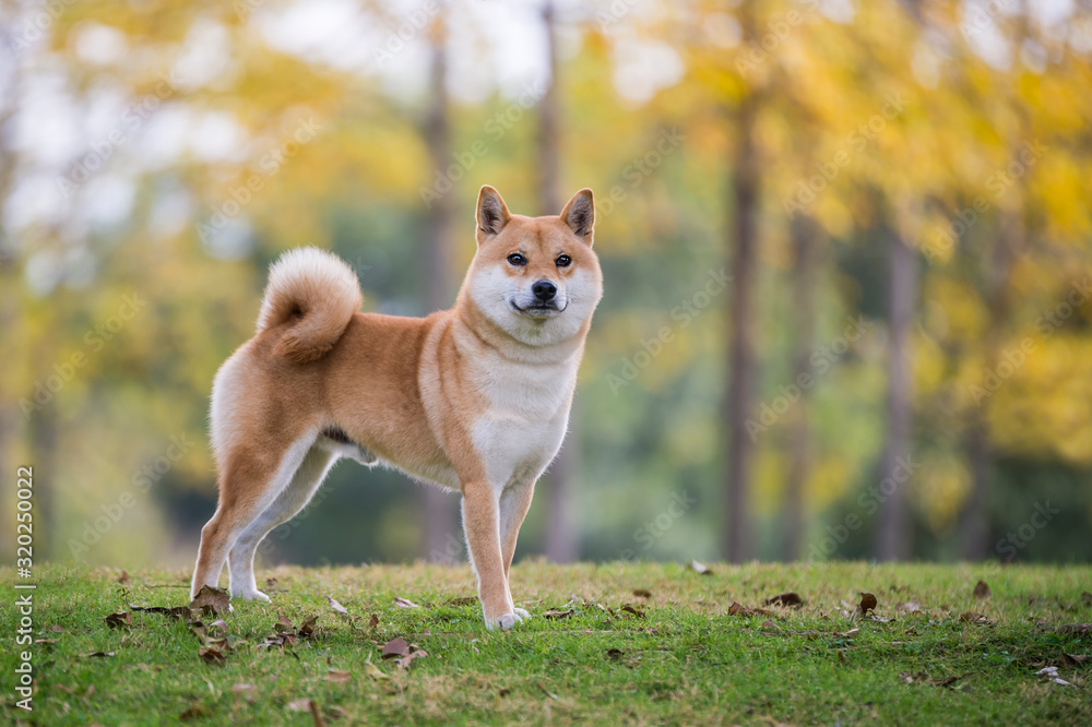 Cute Shiba Inu in the park grass Cute Shiba Inu in the park grass