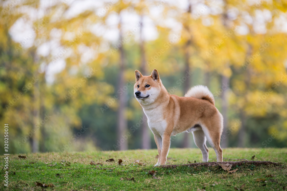 Cute Shiba Inu in the park grass