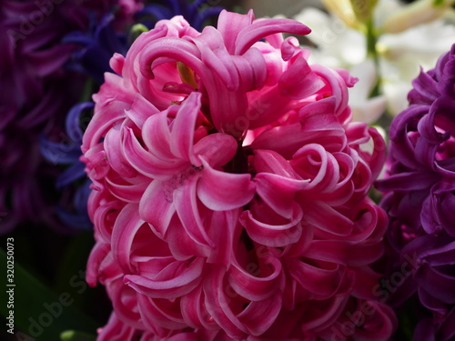 赤い花のアップ写真。