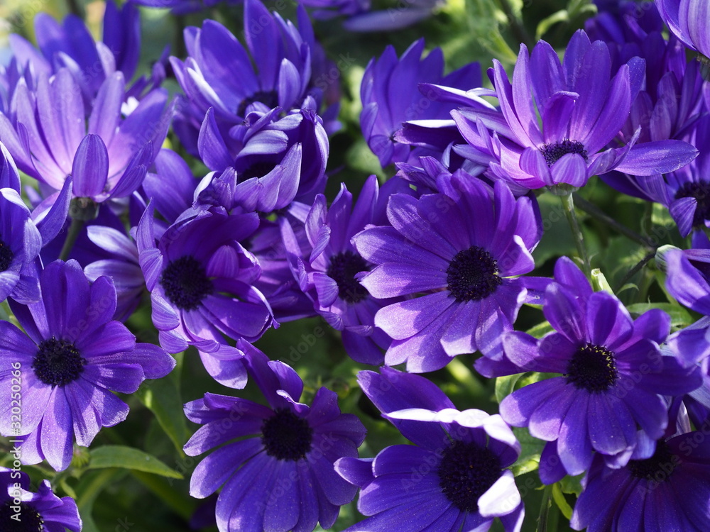 アップで撮った紫色の花。