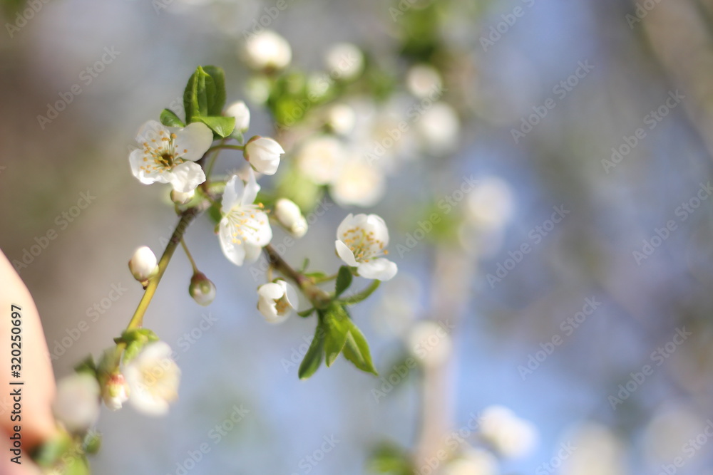 Blooming cherry branches against the blue sky on a sunny day Blooming cherry branches against the blue sky on a sunny day
