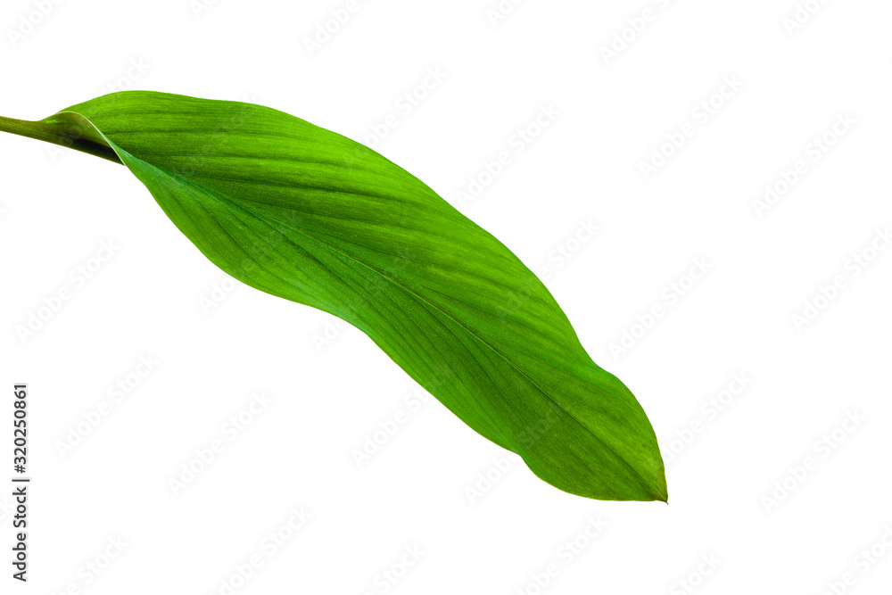 green leaves isolated on white background for design elements, fresh green leaves green leaves isolated on white background for design elements, fresh green leaves