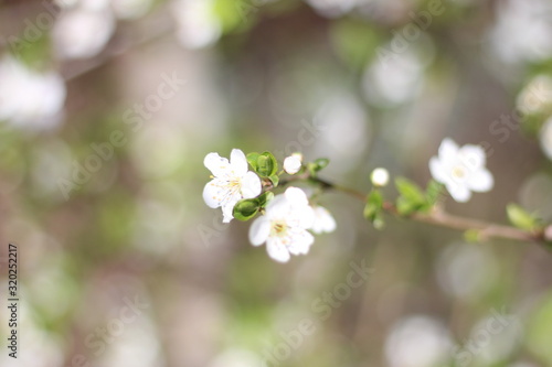 Blooming cherry branches against the blue sky on a sunny day