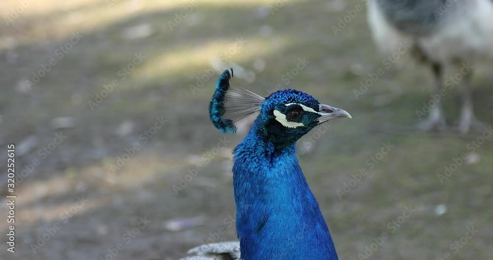 Beautiful peacock head close up shot Beautiful peacock head close up shot