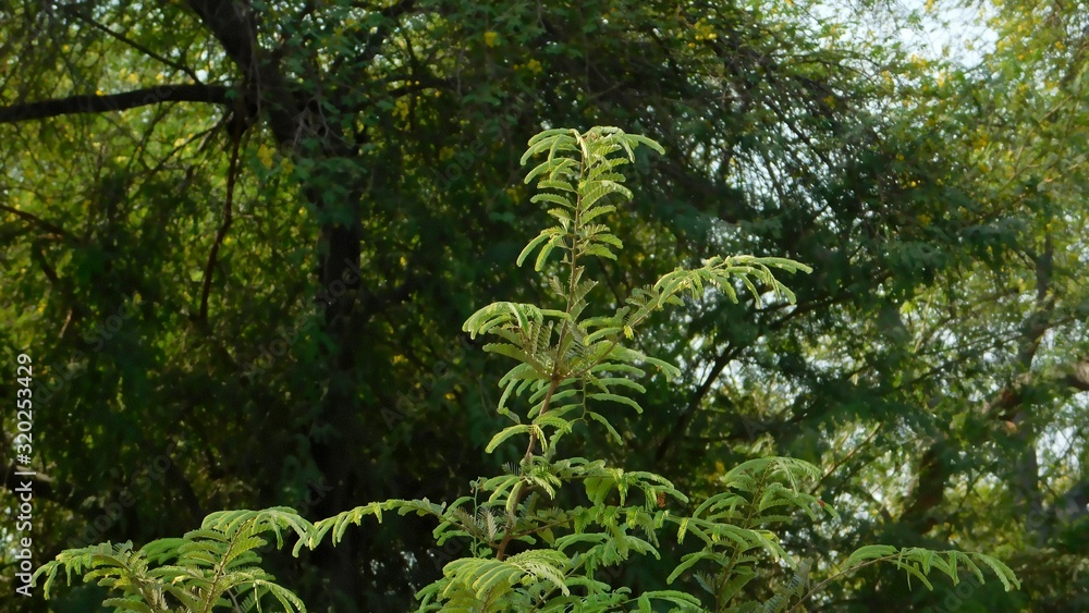 leaves of a spring tree in a garden leaves of a spring tree in a garden