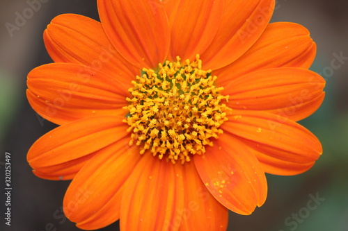 Close up of sunflower  flowers