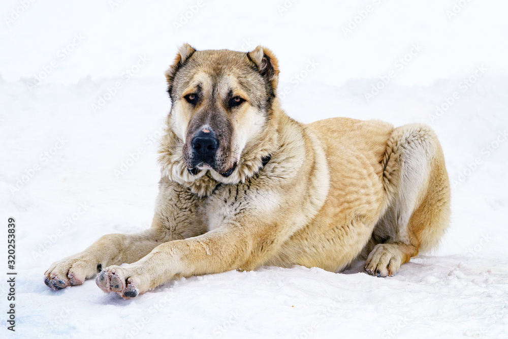 Naklejka premium Central Asian Shepherd Dog Alabay sitting on the snow.