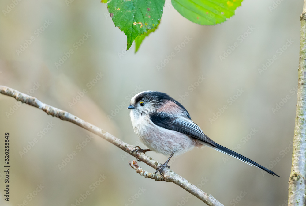 Fototapeta premium Long-tailed tit. Close up of one adult Long-tailed tit, perching on a branch and facing left. Clean background. Horizontal. Space for copy.