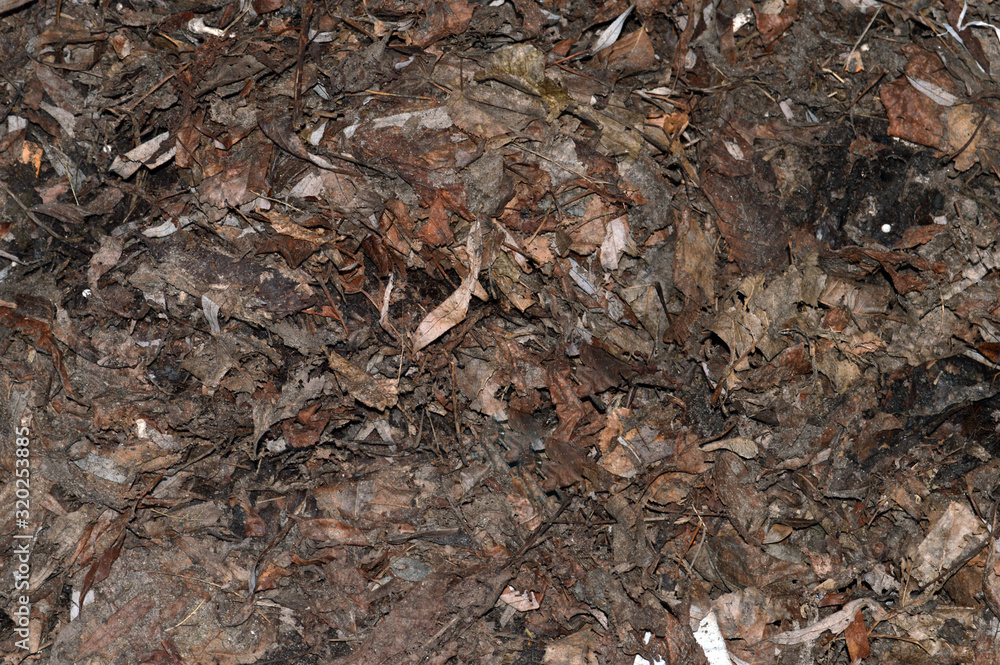 dry leaves in winter as a background dry leaves in winter as a background