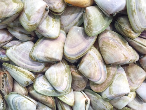 Fotografie, Obraz FULL FRAME SHOT of shells
