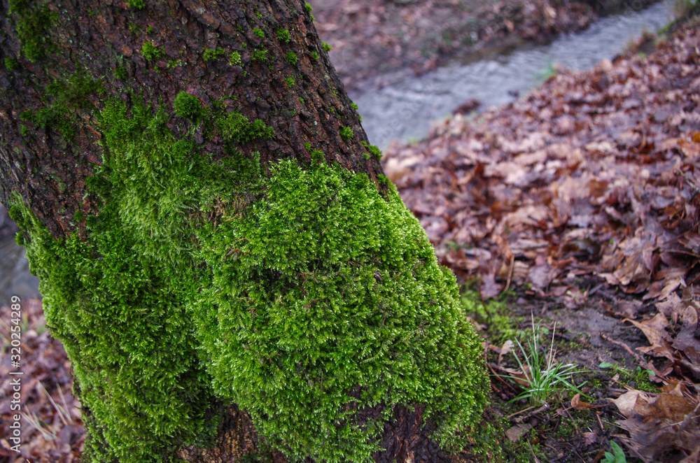 Lower part of trunk of tree growing at an angle with gray-brown honeycomb bark, overgrown with light green fluffy moss on the background of withered fallen brown leaves and stream going to perspective Lower part of trunk of tree growing at an angle with gray-brown honeycomb bark, overgrown with light green fluffy moss on the background of withered fallen brown leaves and stream going to perspective