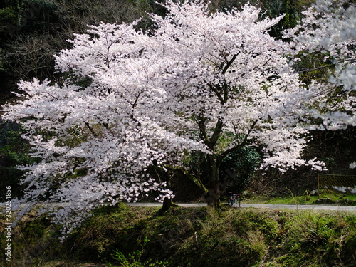 桜