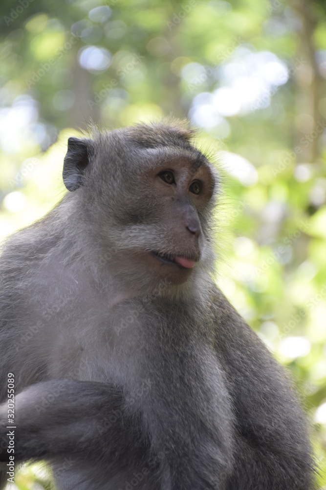 monkey monkey