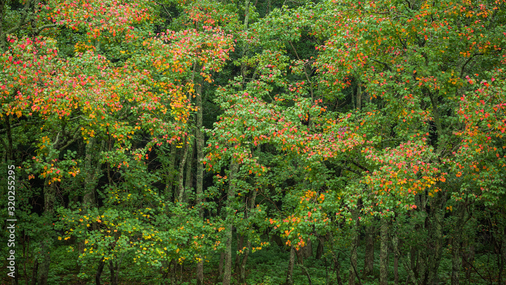 Naklejka premium ナンキンハゼの紅葉
