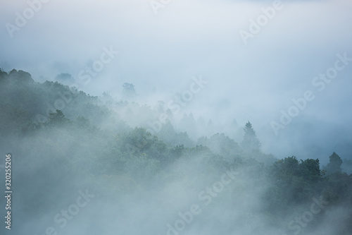 濃霧に包まれる森林