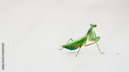 Green praying mantis(Hierodula bopapilla.) with white background. Mantis stand on the ground and turn around its head.