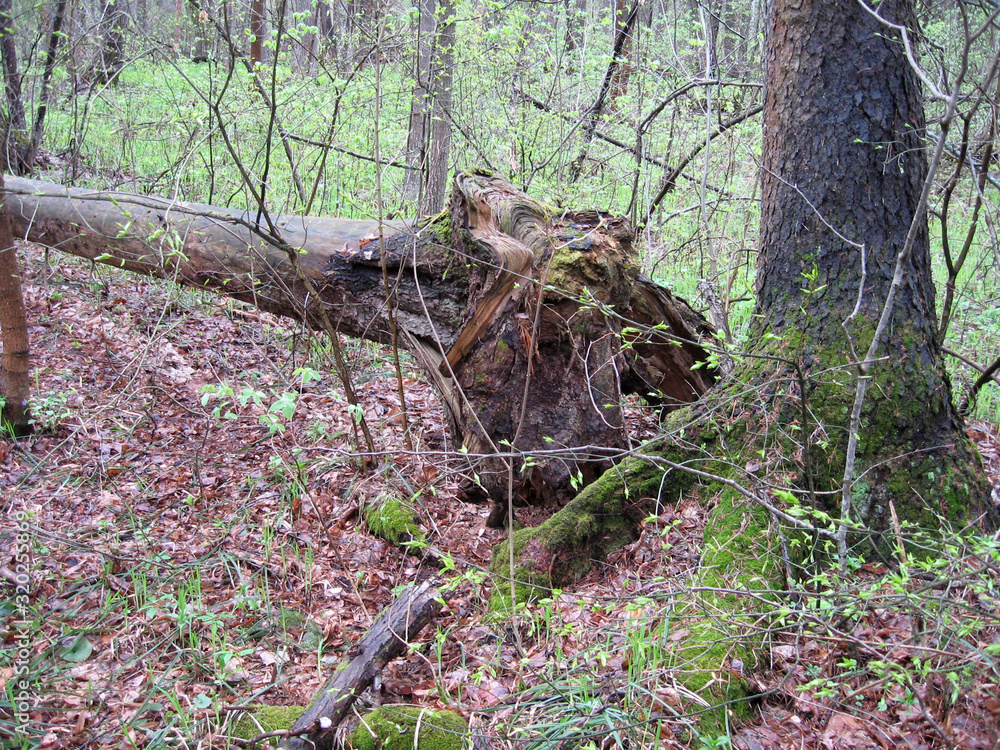 Fototapeta premium Old twisted ugly dry tree with a beautiful sunny day in Russia