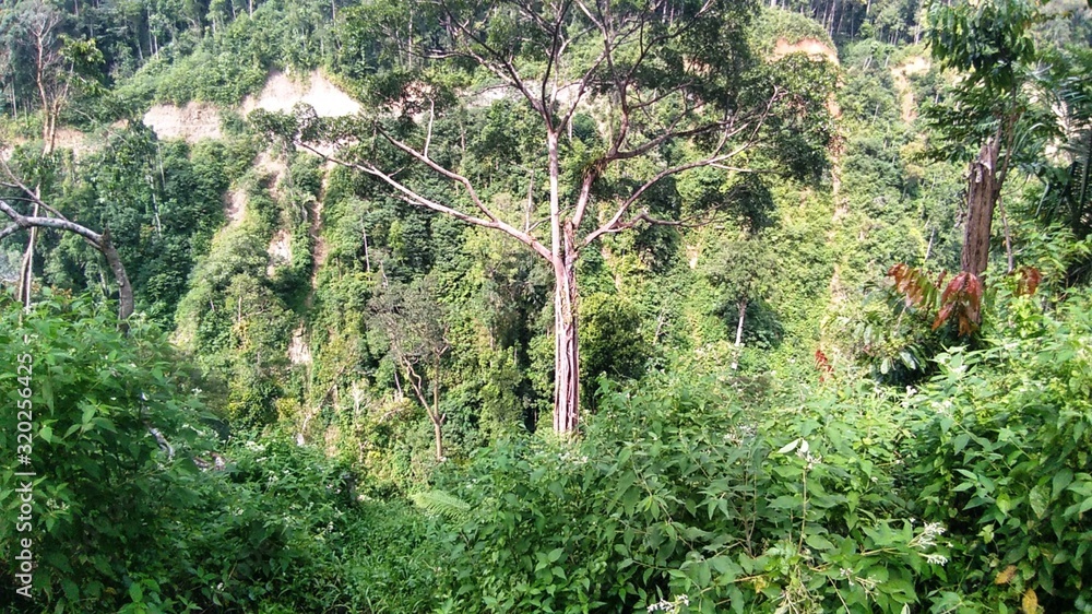 Fototapeta premium trees in forest