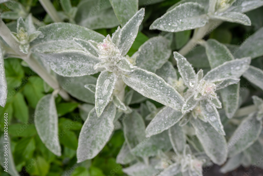 Close up of frost green leaf for background , copy space Close up of frost green leaf for background , copy space