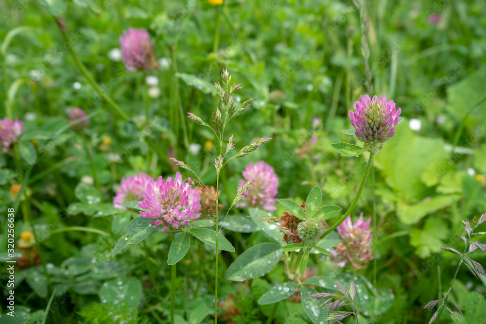Lovely small pink flowers among fresh green leafs for background with copy space Lovely small pink flowers among fresh green leafs for background with copy space