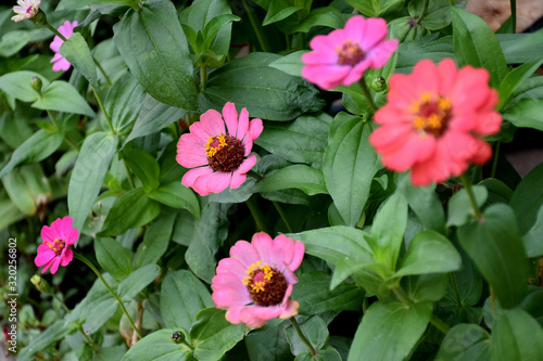 Zinnia Flowers