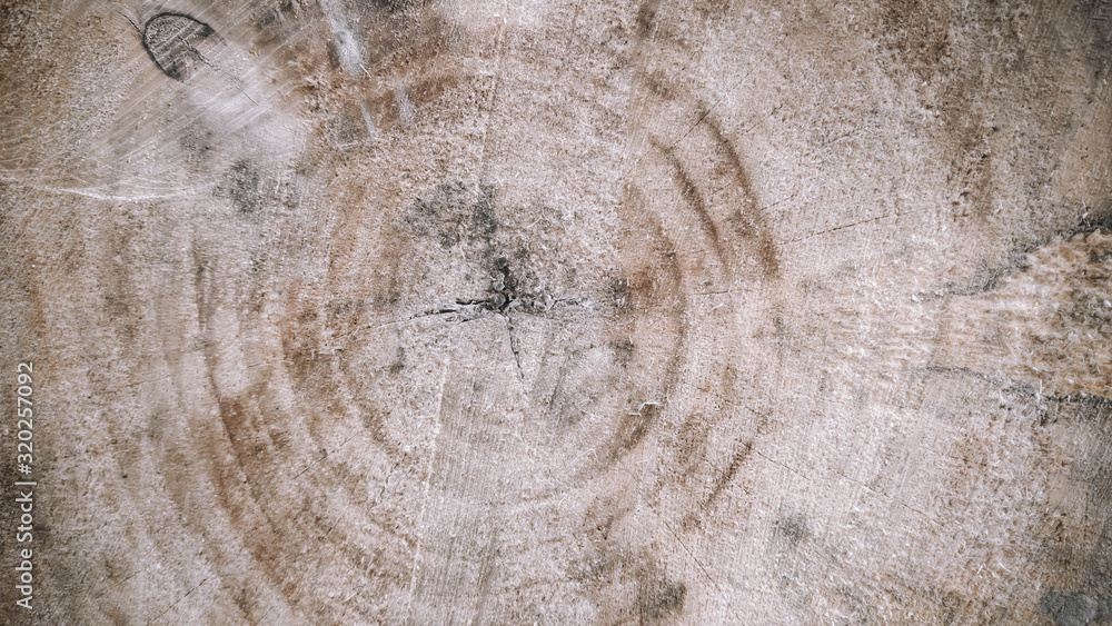 Fototapeta premium Cross section of old wood texture knots and rot