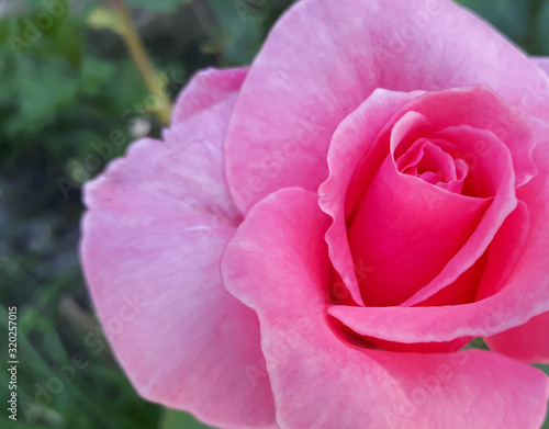 Pink Rose Beautifully Freshly Blossomed