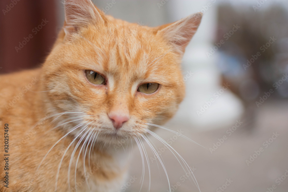 Cool ginger cat confidently looks into the camera lens Cool ginger cat confidently looks into the camera lens