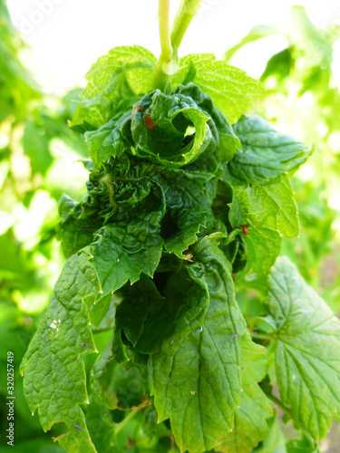 Twisted leaves of currant. Currant branch with wrinkled leaves affected by black aphid. Aphids, Aphis schneideri, severe damage from garden pests. Strongly damaged leaves from virus infection