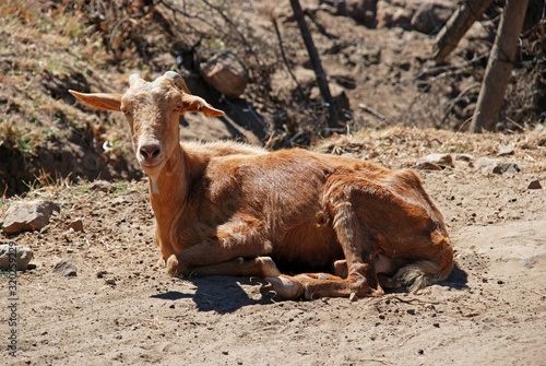Goat sitting contentedly on the roadside, Sierra de los Alcornocales, Spain.