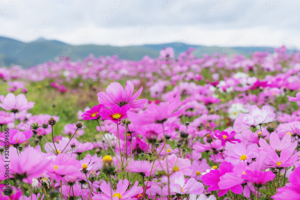 Field of pink cosmos flowers in spring season Field of pink cosmos flowers in spring season