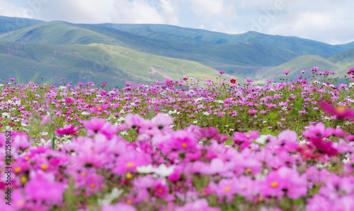 Fototapeta Spring landscape. Field of pink flowers with green hill in spring