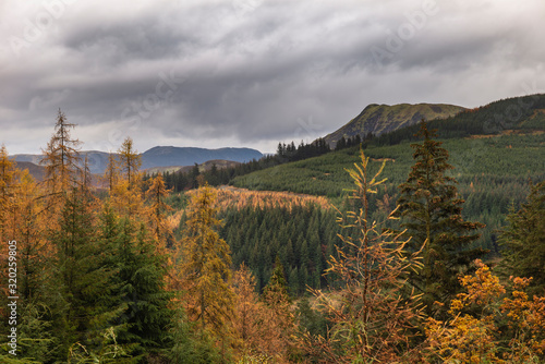 Beautiful vibrant Autumn Fall landscape of larch tree and pine tree forest in the Lake District