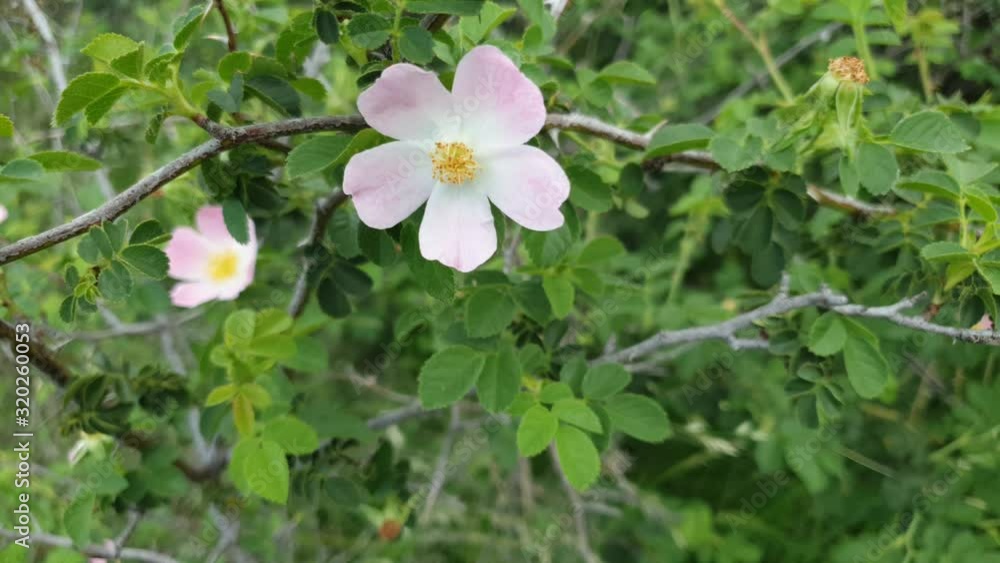 Wild rose bush with light pink flowers with lots of thorns growing near lesotho border and Maloti mountains South Africa Wild rose bush with light pink flowers with lots of thorns growing near lesotho border and Maloti mountains South Africa