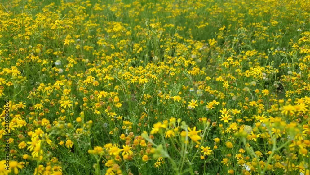 Beautiful field of tiny yellow daisies flowers growing wild at the foot of the Maloti mountains near Lesotho, slowly tilting up footage - nature, meditation, peaceful and serene Beautiful field of tiny yellow daisies flowers growing wild at the foot of the Maloti mountains near Lesotho, slowly tilting up footage - nature, meditation, peaceful and serene
